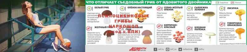 Галлюциногенные грибы Psilocybine cubensis  сколько стоит  Ивангород 